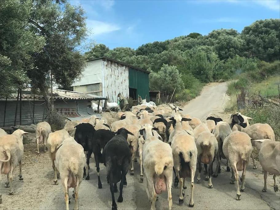 Villa Karma Paleros Dış mekan fotoğraf